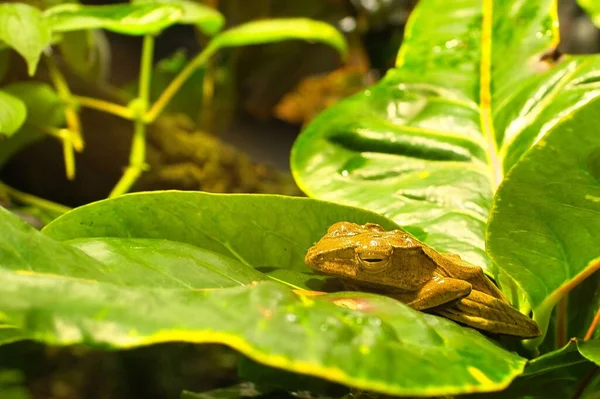 一种产于叶子上的多年生卵形青蛙 — 图库照片