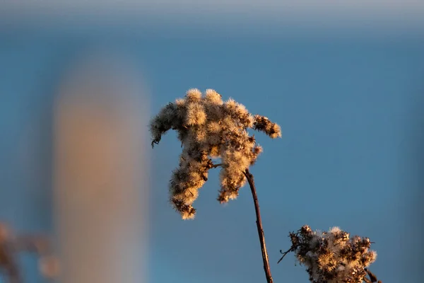 Eine Selektive Fokusaufnahme Einer Kanadischen Goldrutenpflanze — Stockfoto