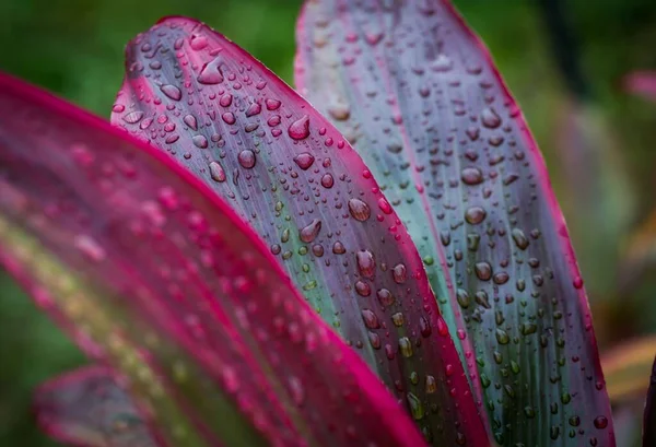 有雨滴的色彩艳丽的叶子的选择性聚焦拍摄 — 图库照片
