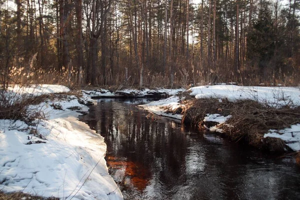 Zbliżenie Ujęcia Rzeki Drzewami Zimie — Zdjęcie stockowe