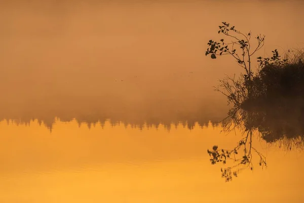 Het Uitzicht Kustplanten Reflecteert Een Mistig Meer Bij Zonsondergang — Stockfoto