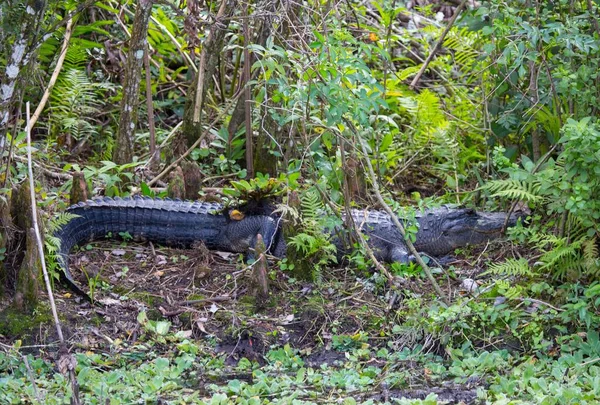 Alligator Som Gömmer Sig Den Frodiga Gröna Vegetationen Sjöstrand — Stockfoto