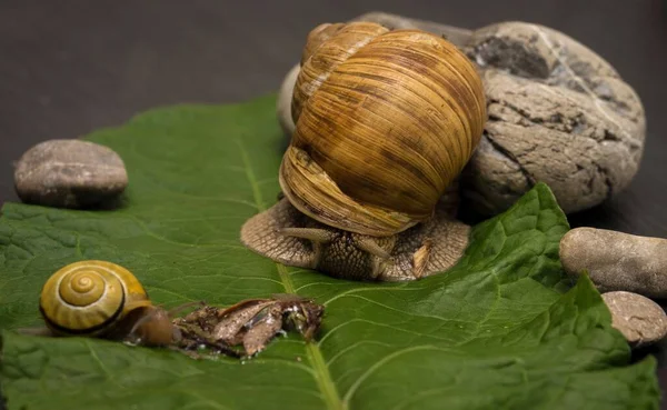 Closeup Shot Two Snails Brown Yellow Shells Stone Green Leaf — Stock Photo, Image