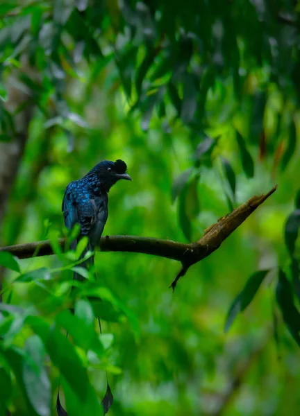 Vertical Shot Beautiful Greater Racket Tailed Drongo Tree Branch Surrounded — Stock Photo, Image