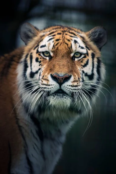 Μια Κάθετη Κοντινή Φωτογραφία Λεπτομέρειες Για Μια Όμορφη Τίγρη Της — Φωτογραφία Αρχείου
