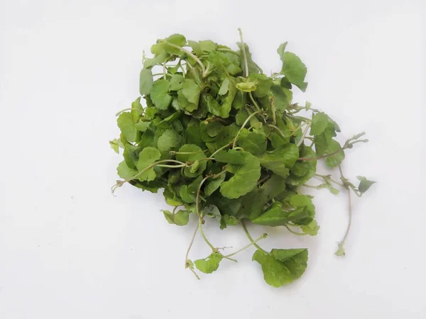 Leafy Vegetable Asiatic Pennywort Scientific Name Centella Asiatica Used Culinary — Stock Photo, Image