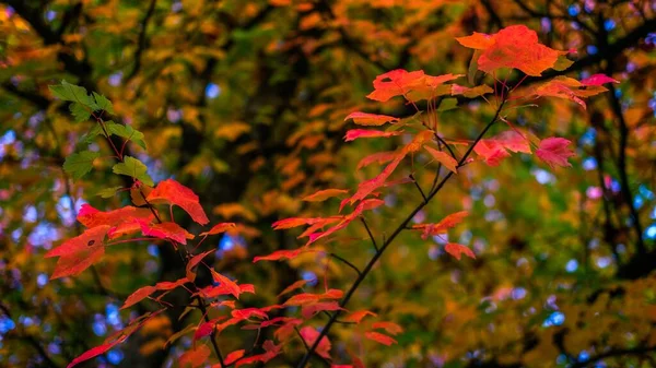 Czerwone Żółte Liście Gałęzi Drzewa Rozmytym Tle Sezonie Jesiennym — Zdjęcie stockowe