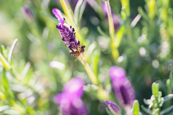 Крупним Планом Знімок Медової Бджоли Збирає Нектар Лаванди Знайденої Дикій — стокове фото