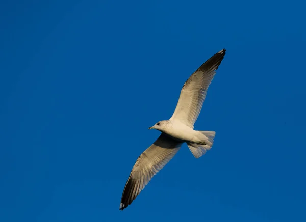 Una Gaviota Volando Sobre Una Playa — Foto de Stock