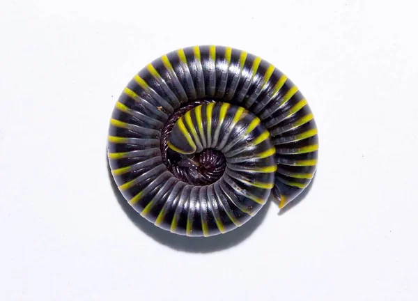 Milipedo Espiral Arquimedal Verde Negro Sobre Fondo Blanco —  Fotos de Stock