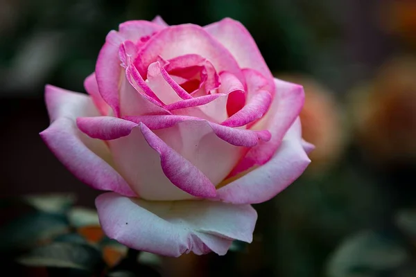 一朵粉红的玫瑰 — 图库照片