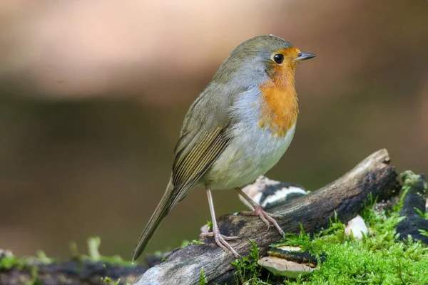 Foco Seletivo Pássaro Robin — Fotografia de Stock