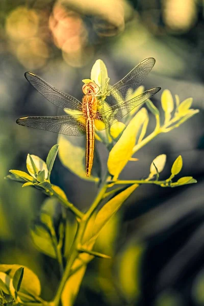 Μια Μύγα Dragonfly Στηρίζεται Ένα Φυτό Ασβέστη — Φωτογραφία Αρχείου