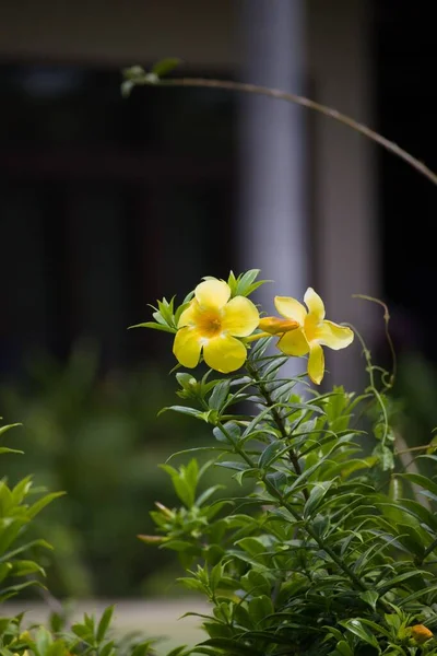 Ein Schöner Blick Auf Gelbe Tropische Blumen Garten — Stockfoto