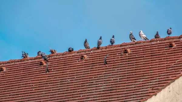 Güvercinlerin Güvercinlerin Alçak Açılı Görüntüsü Bir Evin Çatısına Tünemişti — Stok fotoğraf