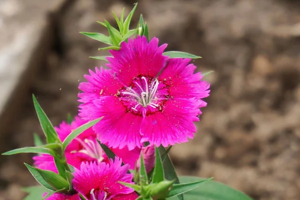 Ein Schöner Blick Auf Rosa Nelken Garten — Stockfoto