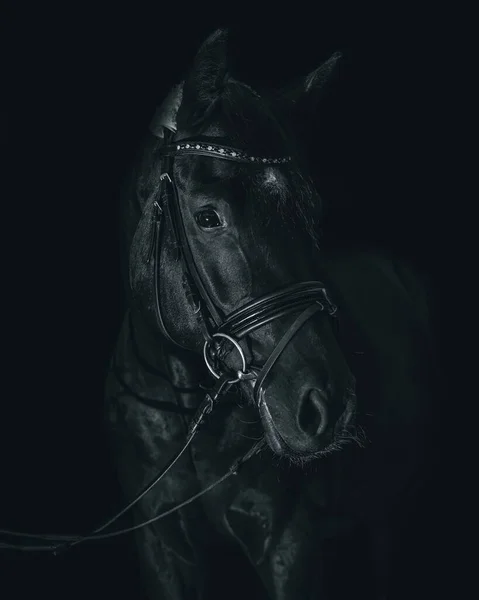 Sebuah Potret Hitam Dan Putih Dari Kuda Stallion Kepala Terhadap — Stok Foto