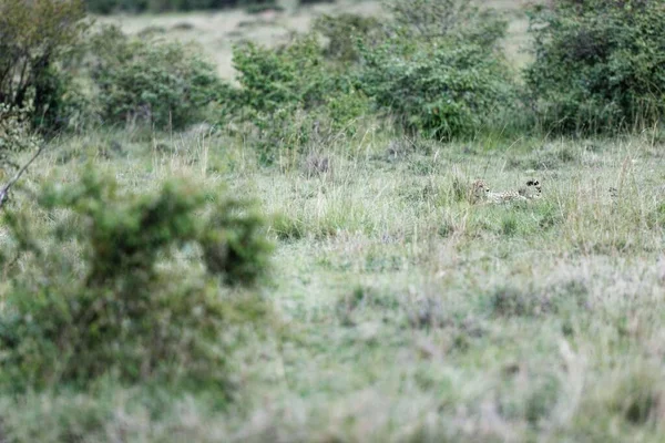 Une Vieille Guépard Femelle Reposant Dans Herbe Haute Dans Masai — Photo