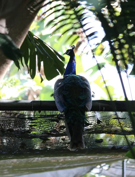 Вертикальний Постріл Пташки Сидить Стовпі Природі — стокове фото