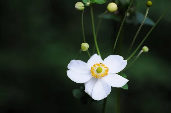 The delicate white Anemone flower with small buds on the blurred green background