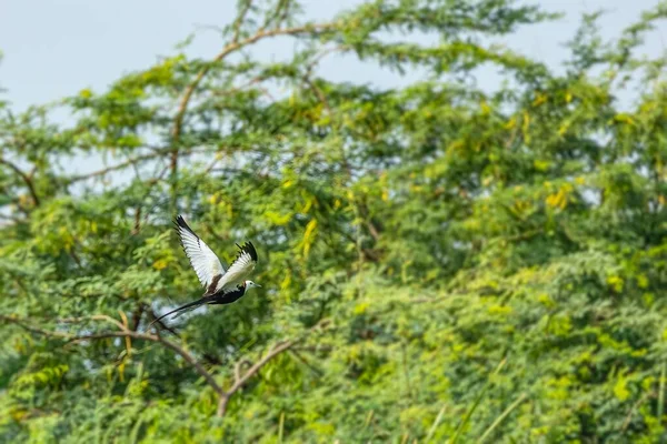 Ein Fasanenschwanzjacana Fliegt Über Den Wald — Stockfoto