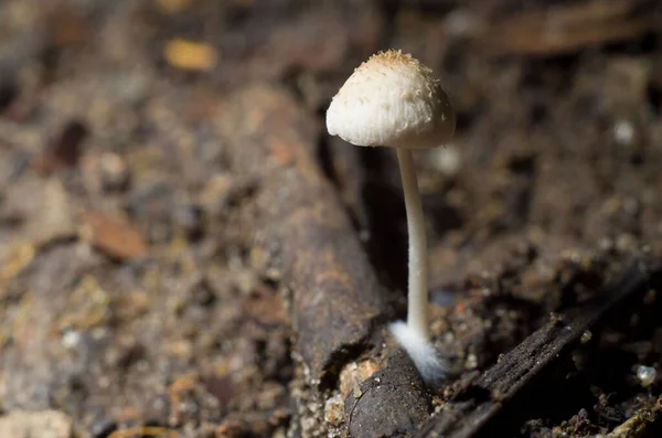 Tiro Macro Fungo Fuzzy Pequeno Que Cresce Assoalho Florestal — Fotografia de Stock