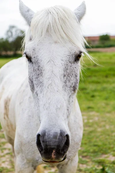 背景がぼやけている白い馬の垂直クローズアップ肖像画 — ストック写真