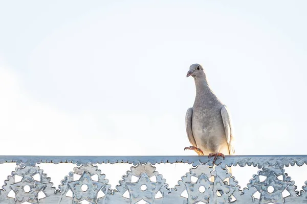 Eine Homing Taube Columba Livia Thront Auf Einem Metallischen Zaun — Stockfoto