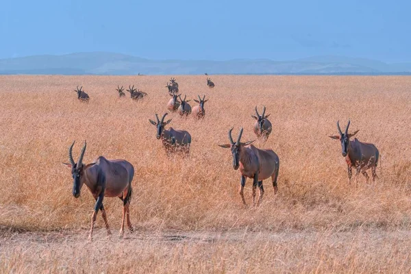 アフリカのサバンナのフィールドを歩く長い角を持つ野生のトピスの群れ — ストック写真