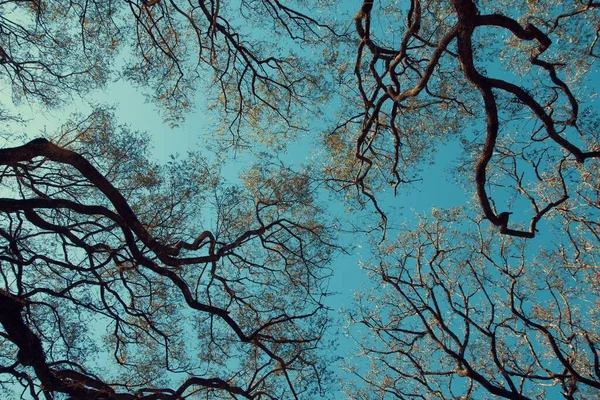 Tiro Ângulo Baixo Galhos Árvore Sob Céu Azul Ensolarado — Fotografia de Stock
