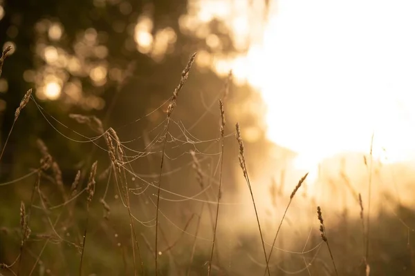 Sabah Işığında Çayırdaki Çimlerin Üzerindeki Örümcek Ağlarının Sepya Görüntüsü — Stok fotoğraf