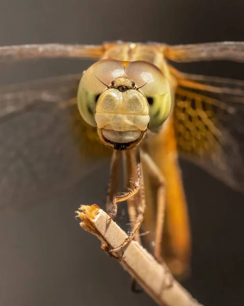 Eine Vertikale Makroaufnahme Einer Libelle Auf Einem Stock — Stockfoto