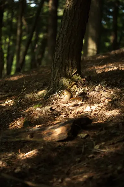 Μια Κάθετη Λήψη Του Κόκκινου Σκίουρου Στο Δάσος Του Οντάριο — Φωτογραφία Αρχείου