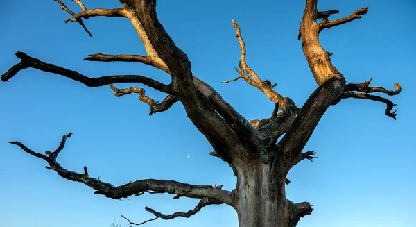 Ein Blattloser Baum Gegen Den Blauen Himmel — Stockfoto