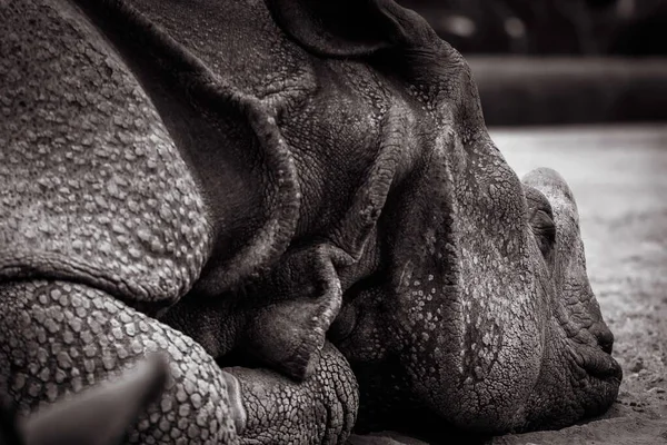 Grayscale Close Armor Appearance Indian Rhinoceros Rhinoceros Unicornis Tubercles Large — Stock Photo, Image