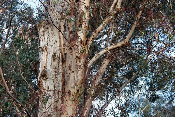 Zbliżenie Zwiędłego Drzewa Eukaliptusowego — Zdjęcie stockowe