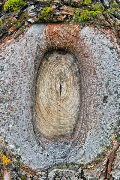 Tiro Vertical Uma Cicatriz Tronco Uma Árvore Enorme — Fotografia de Stock