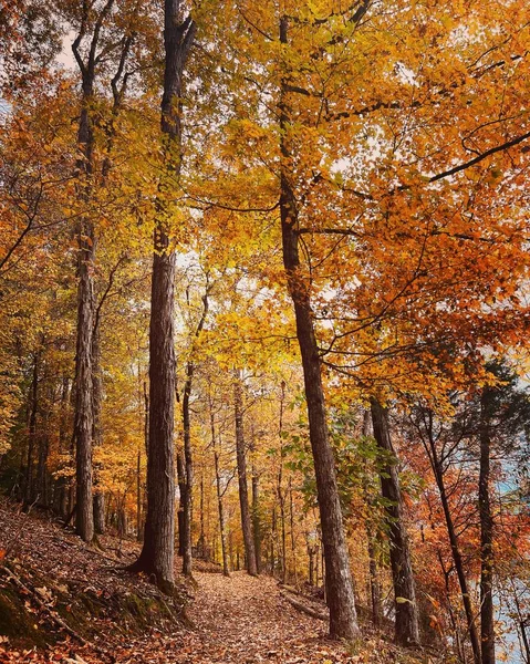 Μια Κάθετη Λήψη Από Ψηλά Φθινοπωρινά Δέντρα Ένα Δάσος Στην — Φωτογραφία Αρχείου