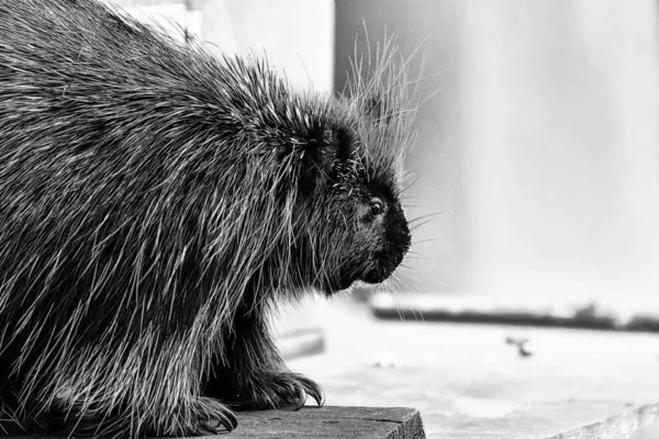 Greyscale Shot Porcupine — Stock Photo, Image