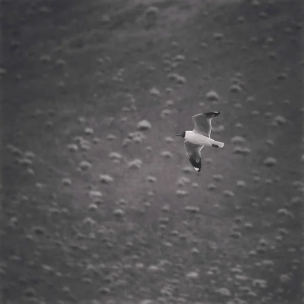 一只黑头海鸥在空中飞行的特写镜头 — 图库照片