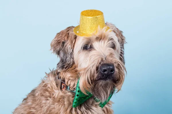 Portrait Wheaten Terrier Green Bow Yellow Hat Blue Wall — Stock Photo, Image