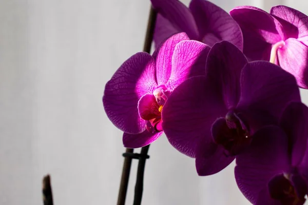 Gros Plan Orchidées Pourpres Poussant Intérieur Sous Lumière Soleil Avec — Photo
