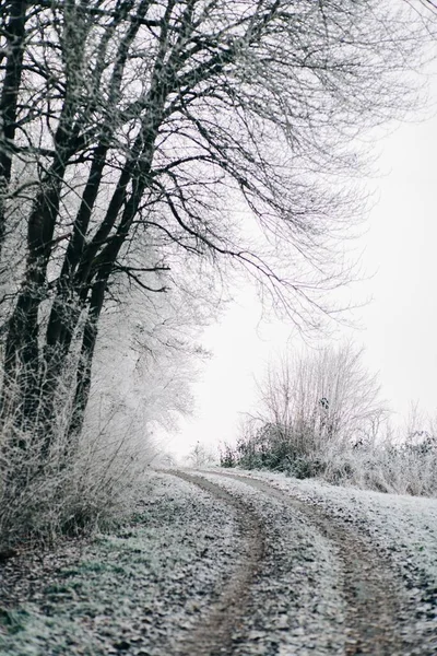 Дорога Бегущая Посреди Леса Покрытого Снегом Поля — стоковое фото
