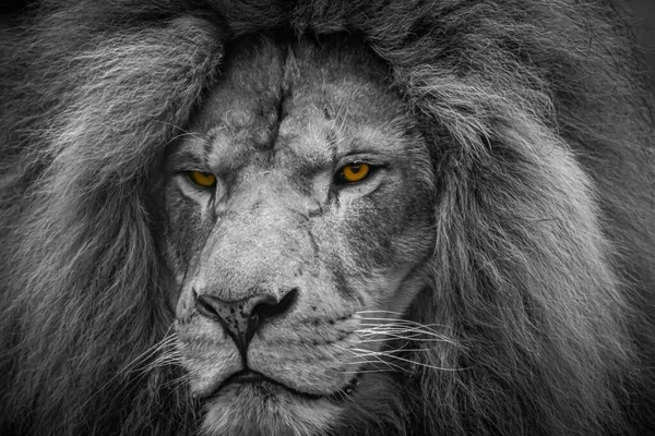 Ένα Γκρί Κοντινό Πλάνο Ενός Λιονταριού Έντονα Πορτοκαλί Μάτια — Φωτογραφία Αρχείου