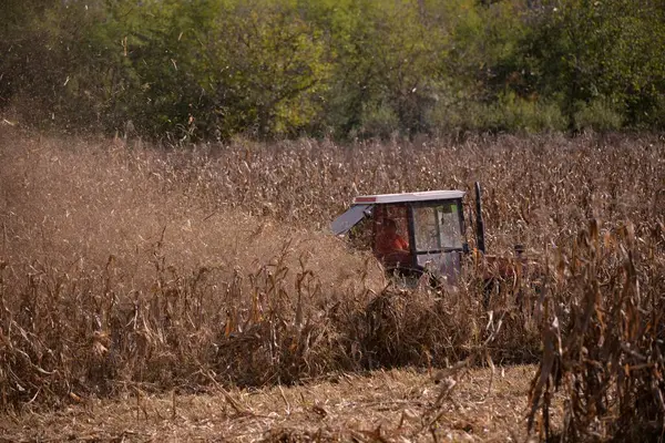 Widok Bliska Starego Ciągnika Rąbiącego Suche Pole Kukurydzy — Zdjęcie stockowe