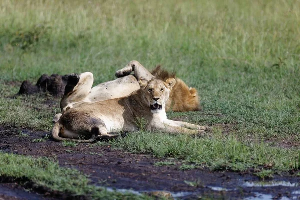 Μια Λέαινα Αναπαύεται Στο Γρασίδι Ενώ Ένα Αρσενικό Λιοντάρι Κοιμάται — Φωτογραφία Αρχείου