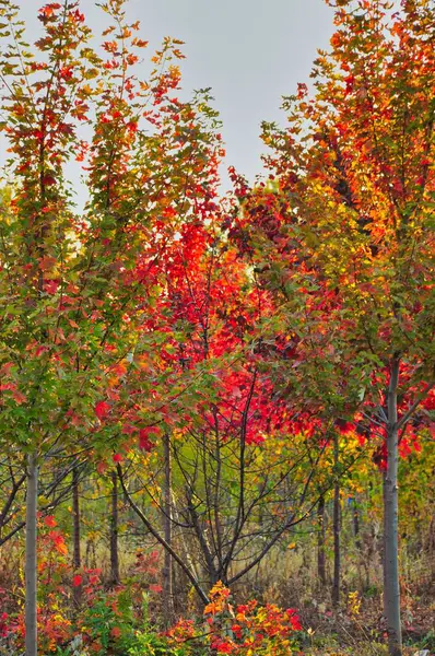 Los Coloridos Árboles Otoñales Jardín — Foto de Stock