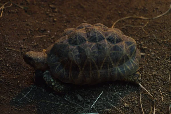 一只长着漂亮外壳的乌龟躺在地上的特写镜头 — 图库照片