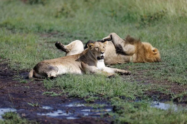 Eine Löwin Ruht Gras Während Ein Männlicher Löwe Auf Dem — Stockfoto