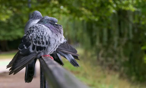 Close Shot Two Pigeons Perched Handrail Park — Stock Photo, Image